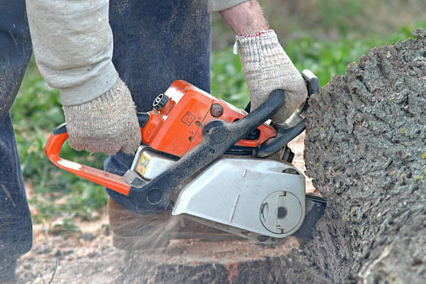 Best Stump Grinding and Removal  in USA